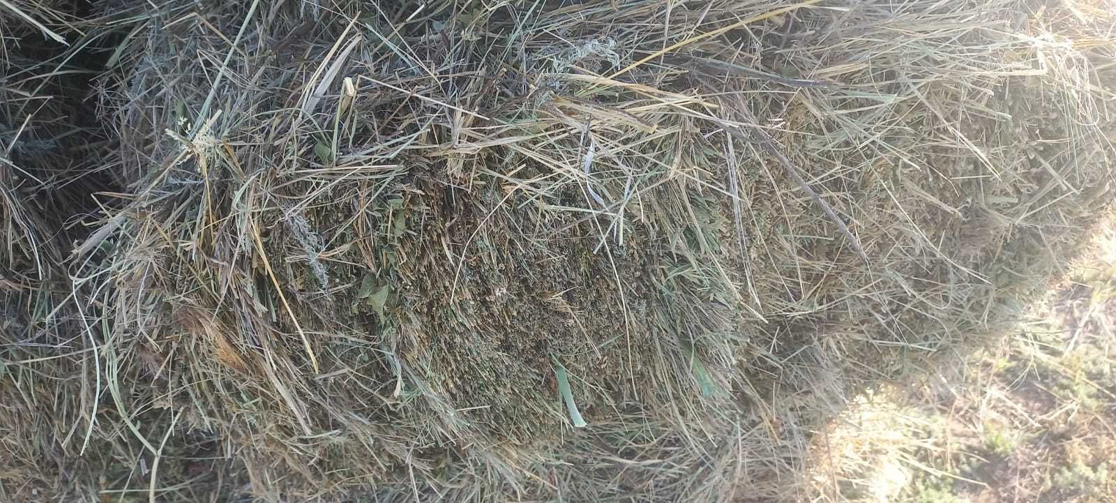 Сено тюковое разнотравие