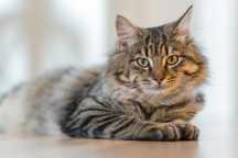 Самый уютный котик в мире