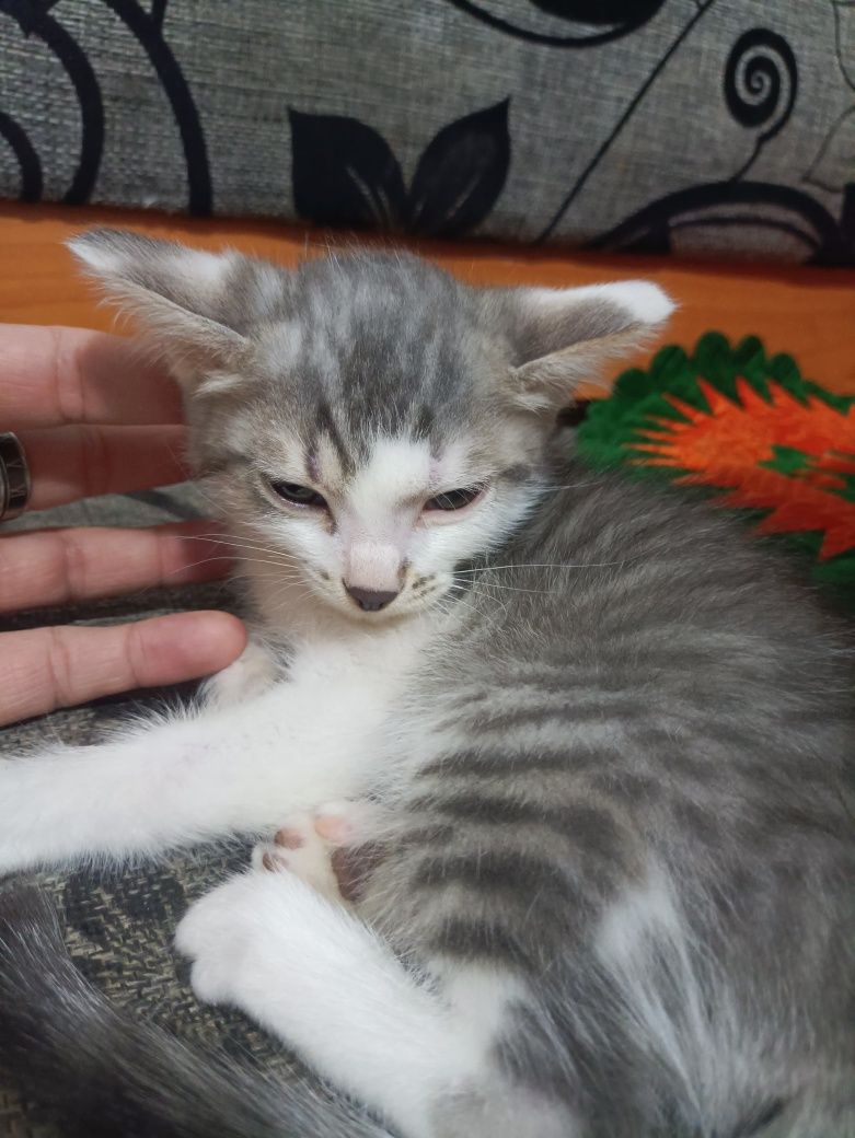 Котята 3 месяца,отдам