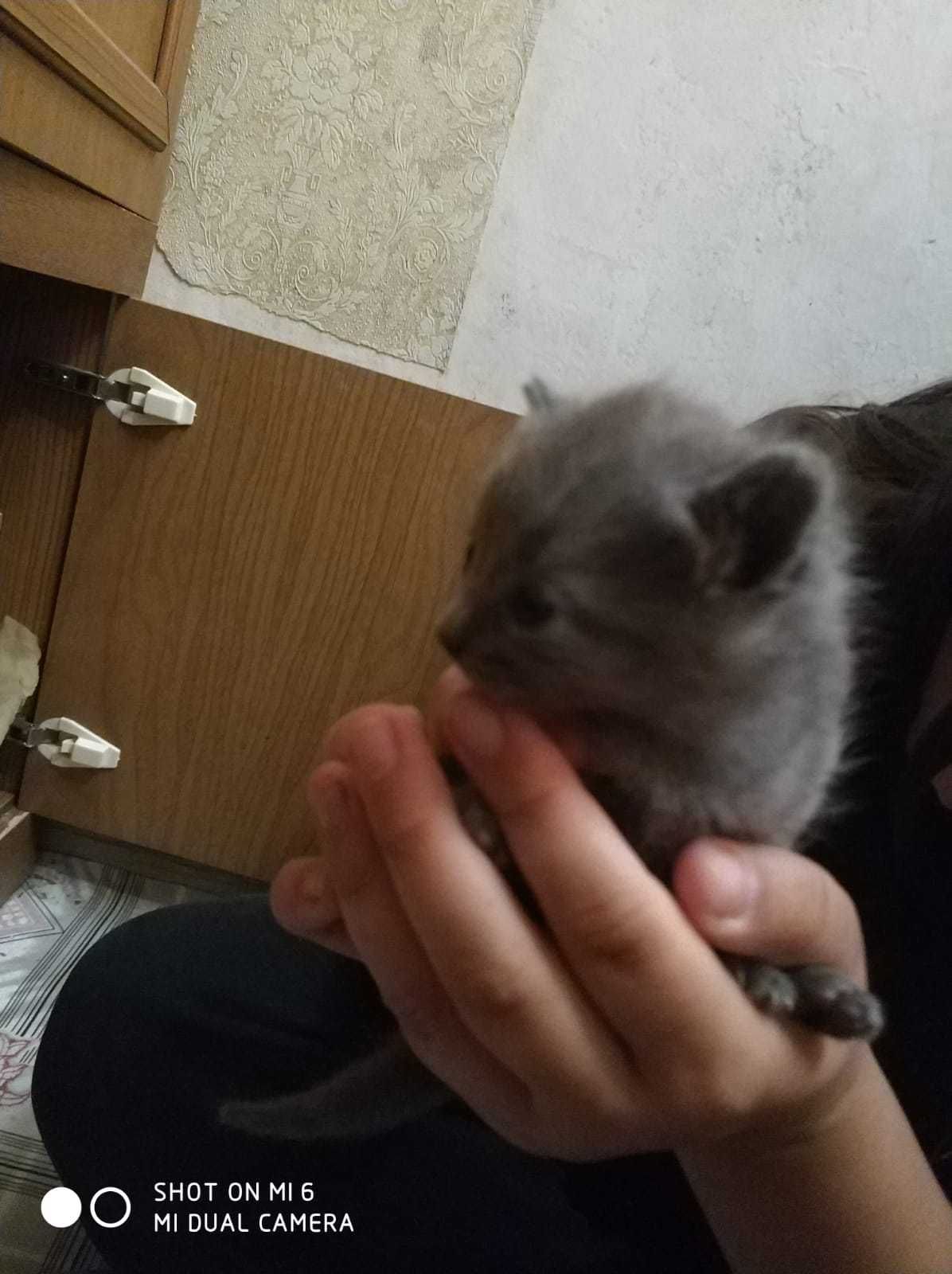 Отдам котят в хорошие руки