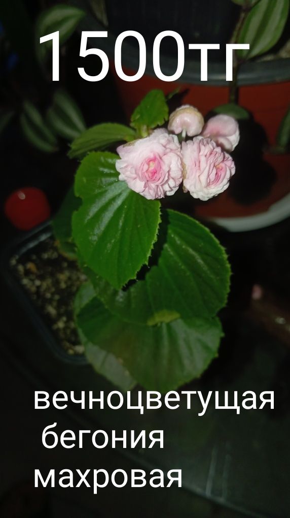 Цветы, разные, дешево