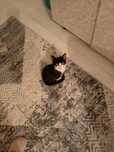 Котёнок маленький игривый красивый мальчик