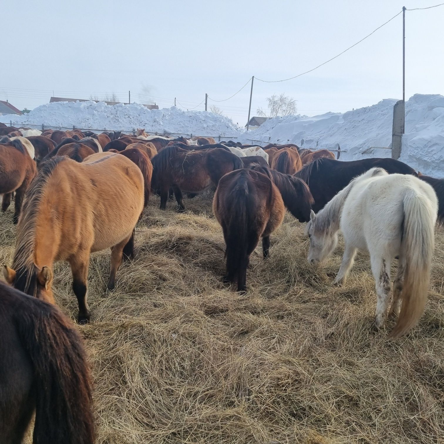 Продам кобыл на развод