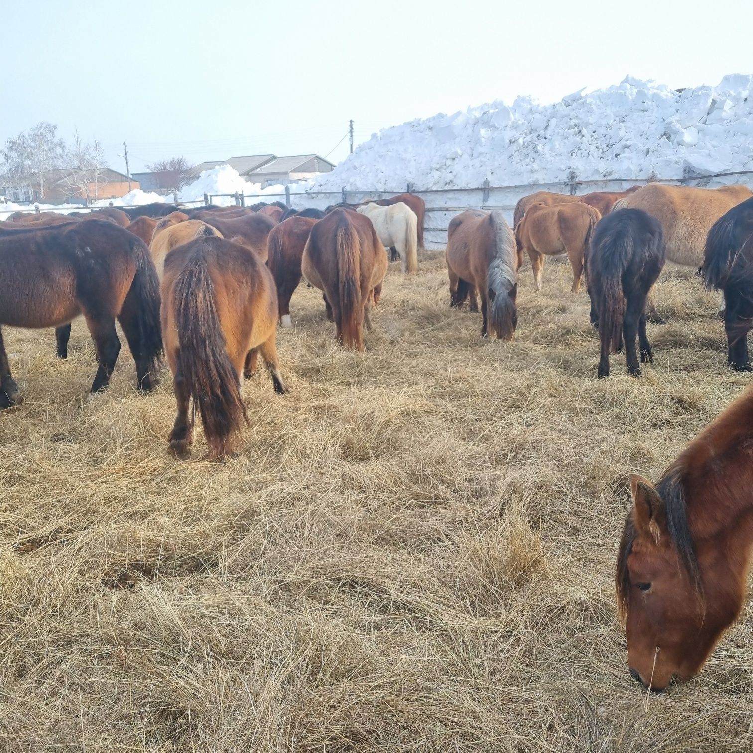 Продам кобыл на развод