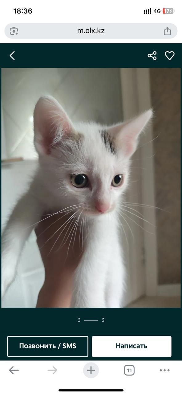 котенок бесплатно