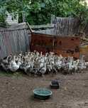 Продам гусят подрощенных