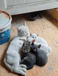 Отдаем котят бесплатно!
