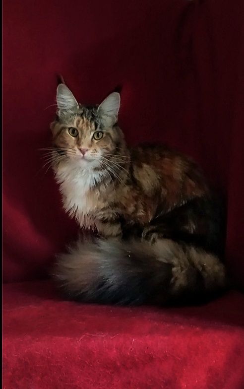 Подрощеные котята Мейн Кун. Питомник  "Fluffy Tale"
