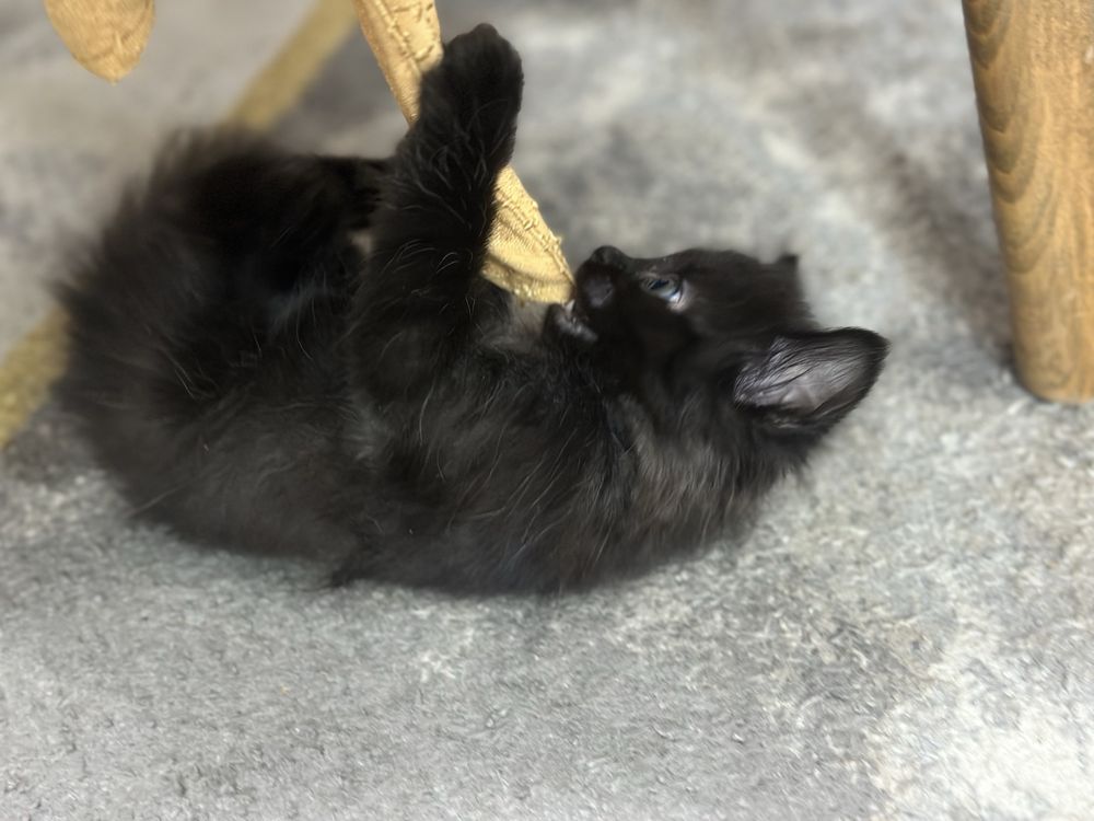 Котята 2 мальчика 1 девочка