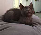 Котенок девочка ищет дом