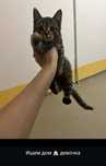 Котята ищут любящий дом