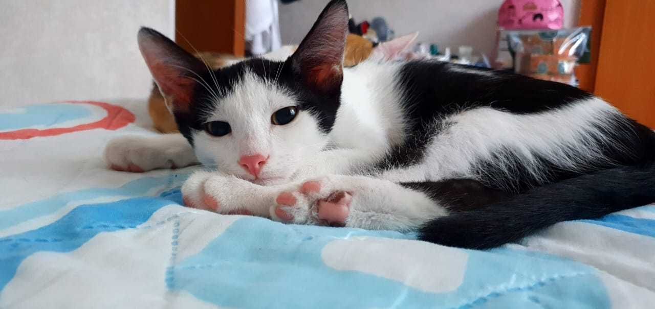 Котята ищут любящую семью