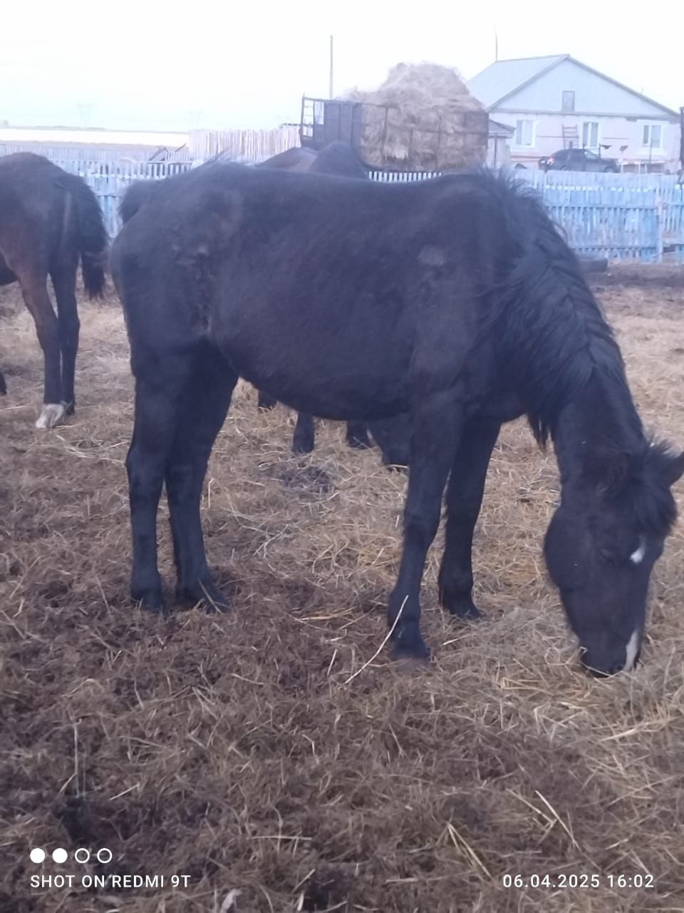 Продам лошадей жеребые