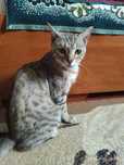 Кот в добрые руки