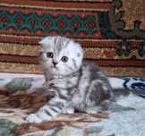 Шотландский вислоухий , чистокровный котенок!