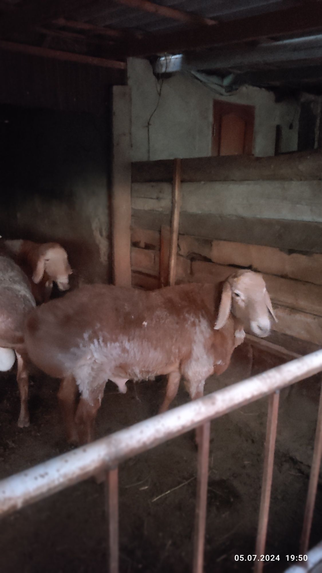 продам  кошкар  арашан