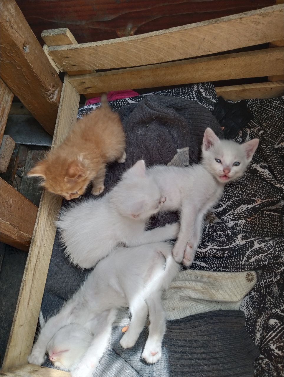 бесплатные котята в добрые руки