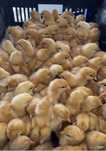 Продам цыплят несушек суточных породы Родонит чисто курочек