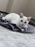 Кот, Као Мани 3 месяца