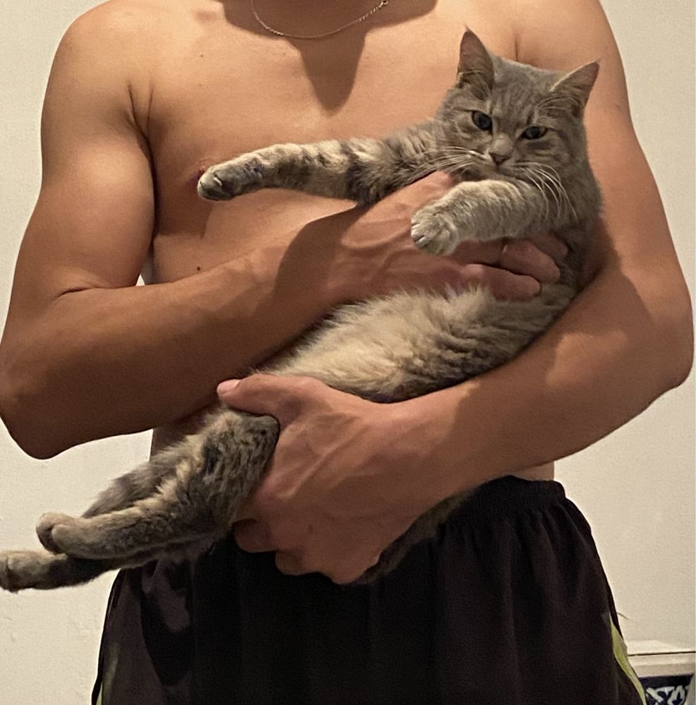 Шодландский кот