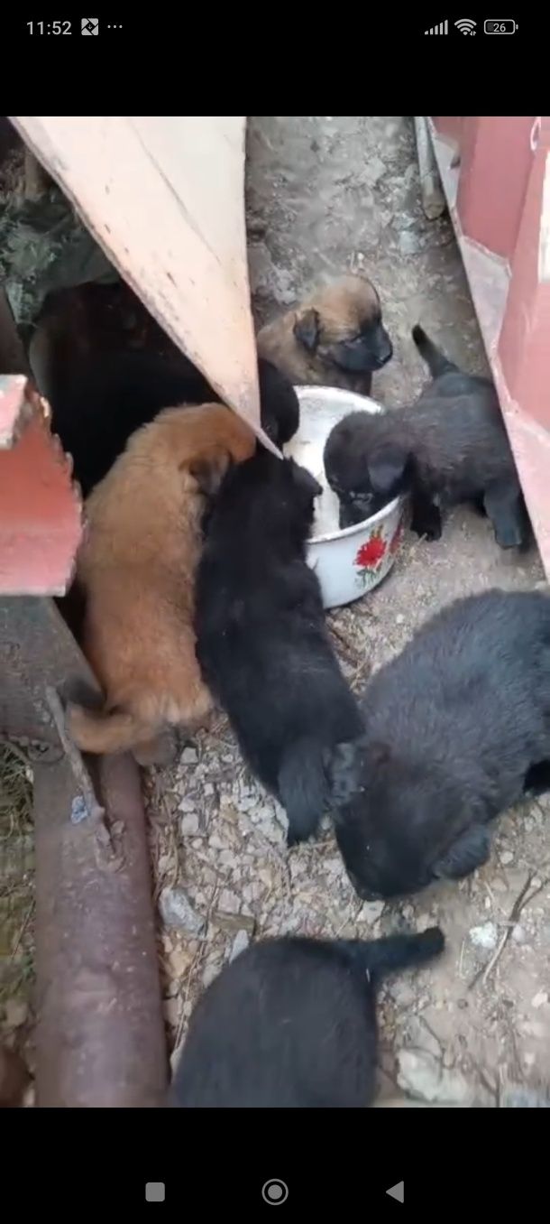 Щенята в добрые руки