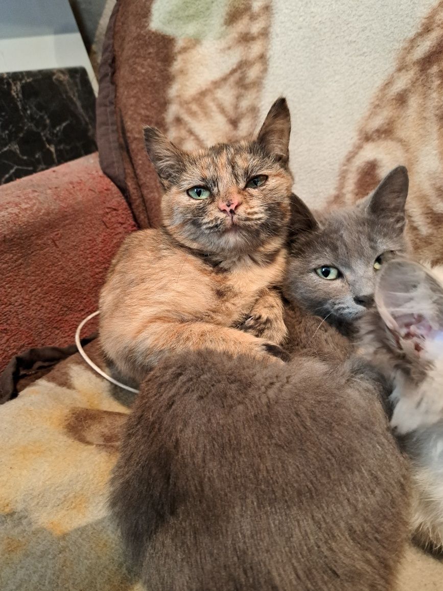 Котят в Добрые руки