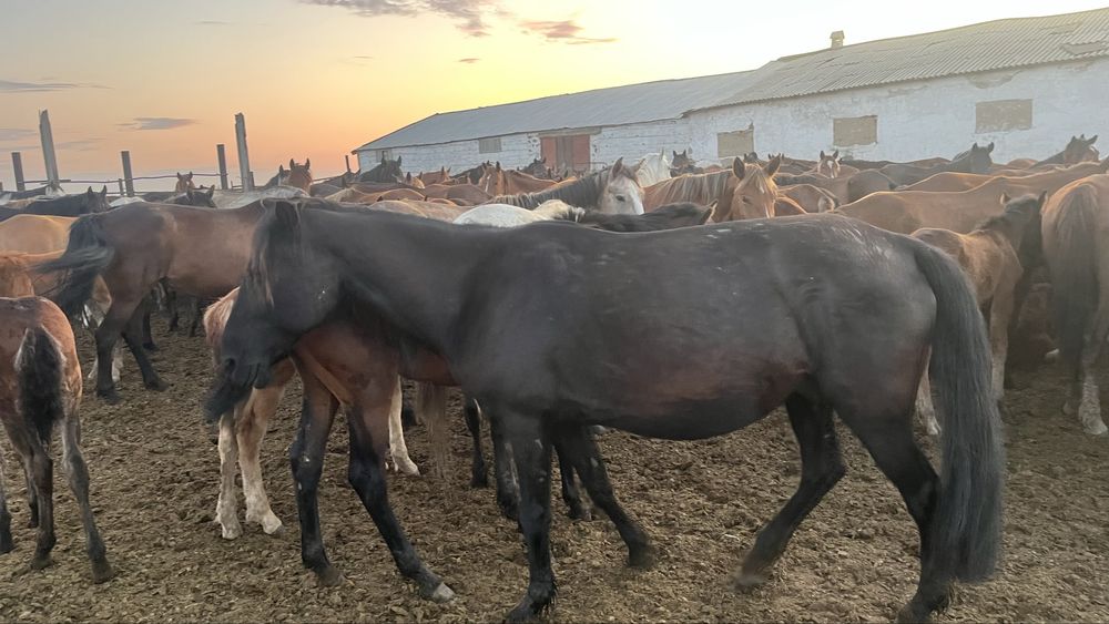 Продам лошадей 3 кобылы с жеребятами  , жеребята  майские.
