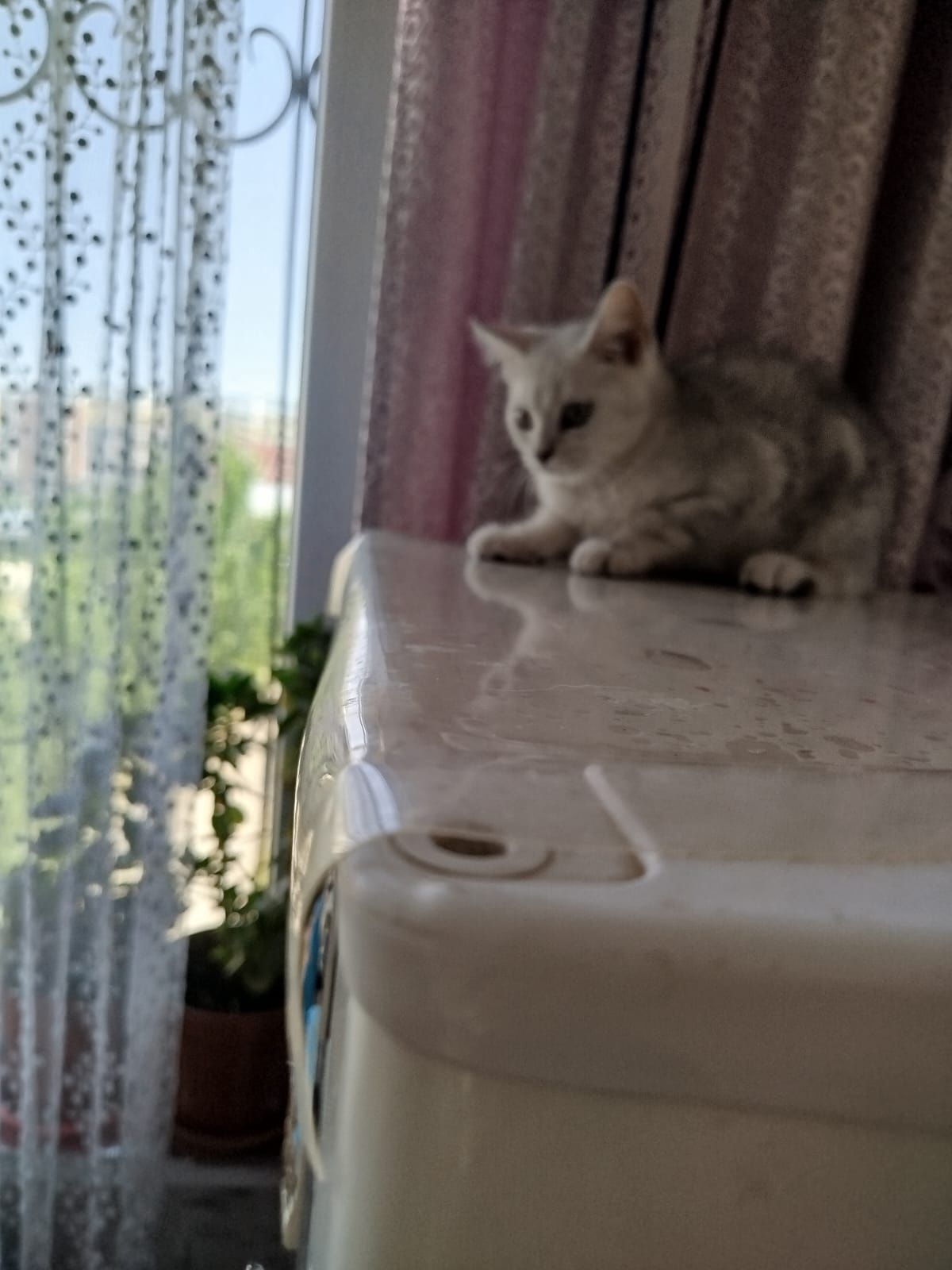 Продается котёнок