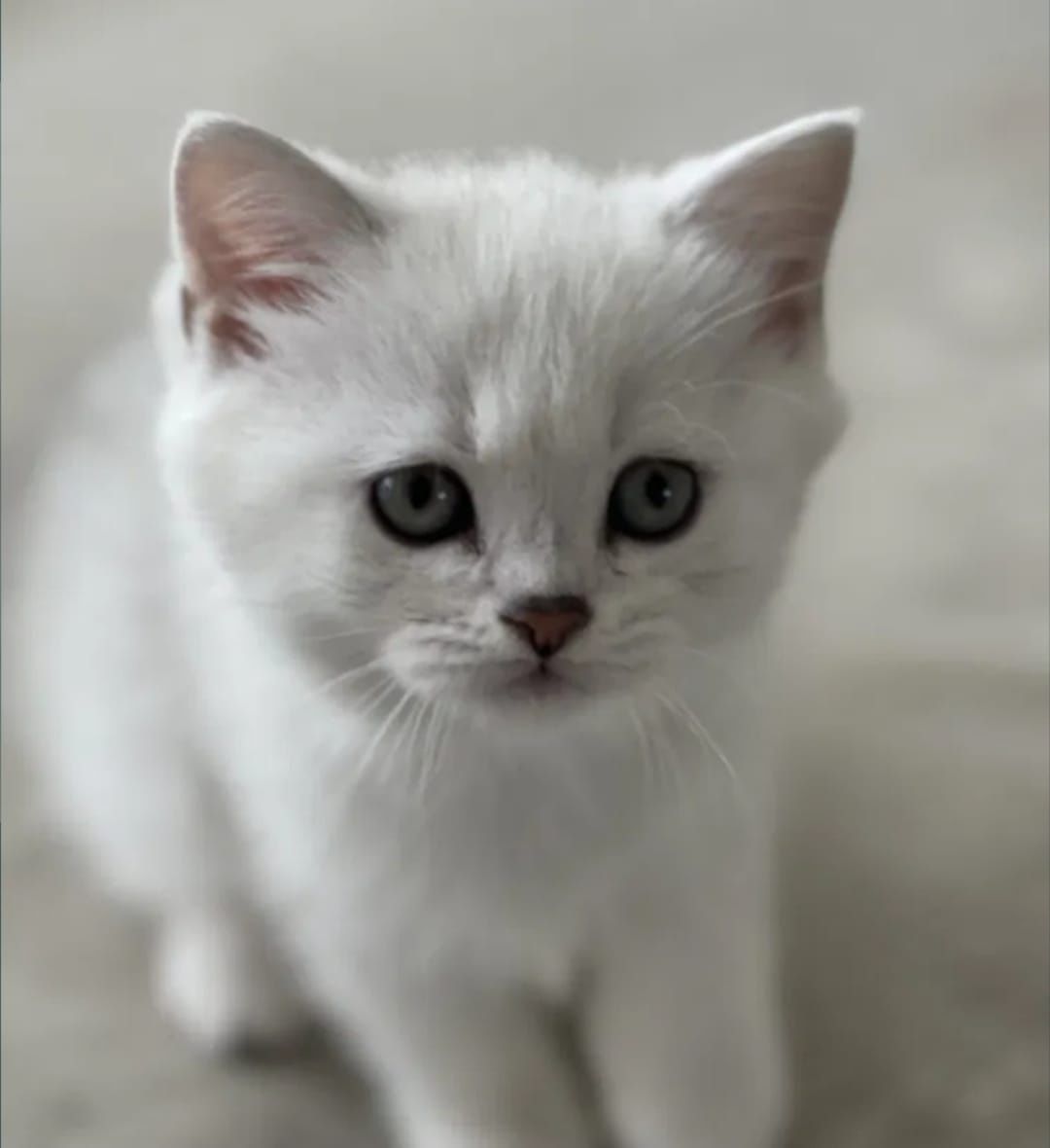 котята бриташки очаровашки