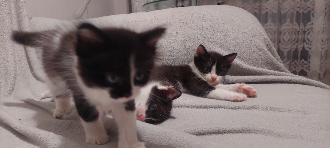 Котят в хорошие руки