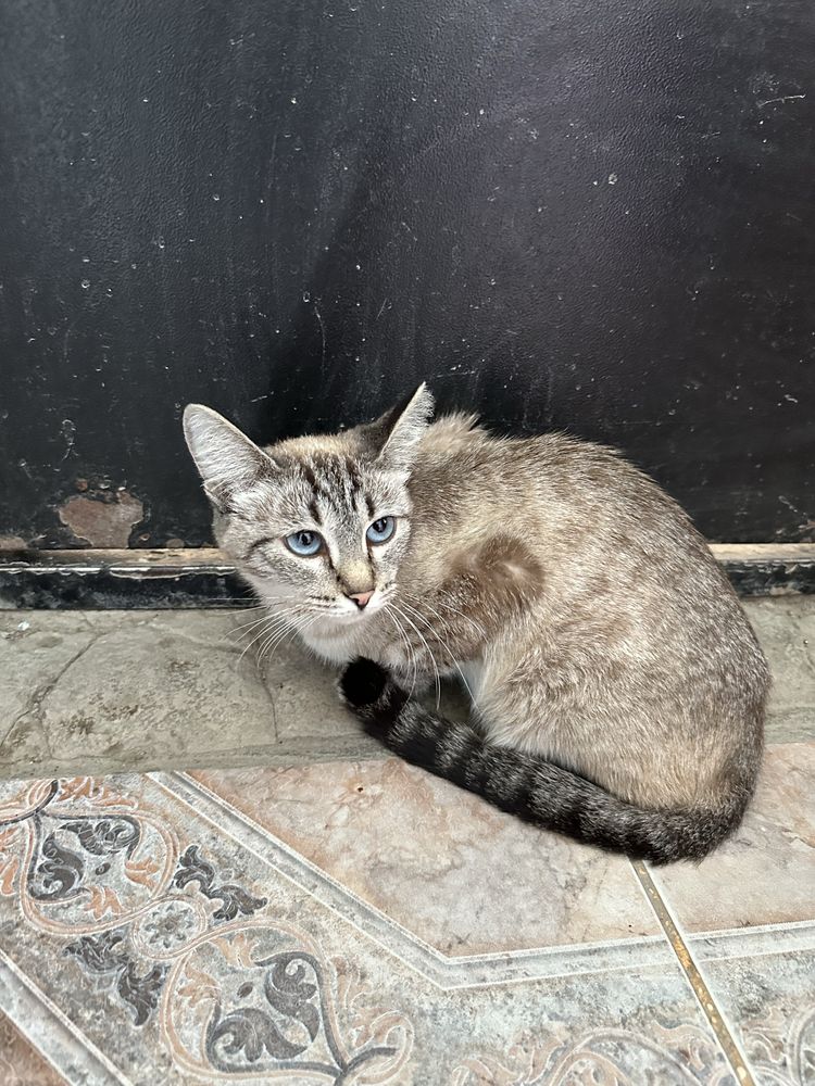 Отдам кошку с котятками