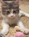 Котенок Бусинка в поиске дома