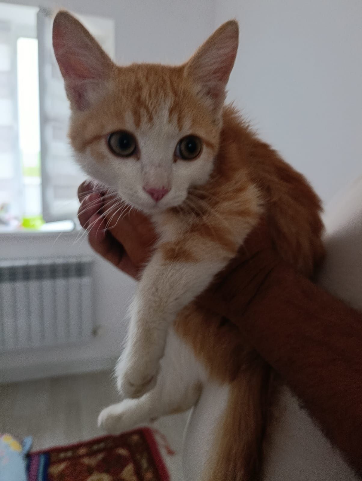 Мальчики котята в добрые руки