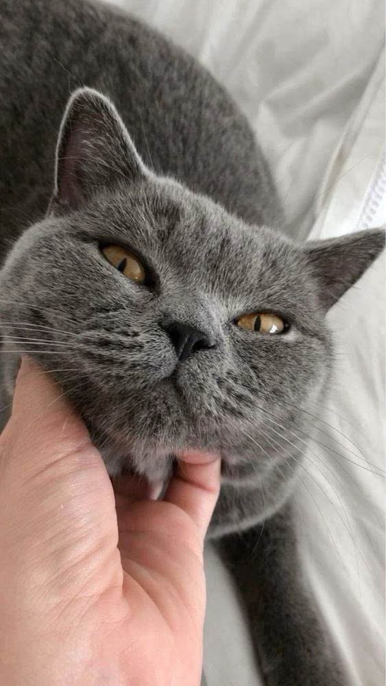 продаю британского кота,с ясными желтыми глазами,крепкий,хороший
