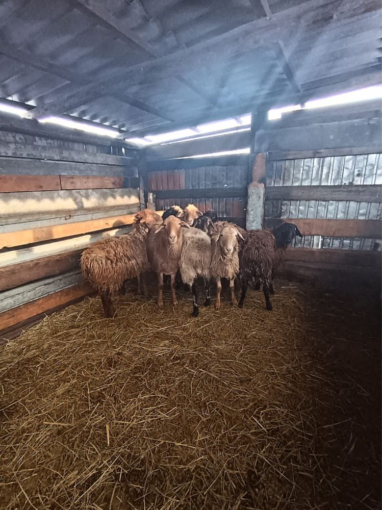 Продам баран на курбан айт