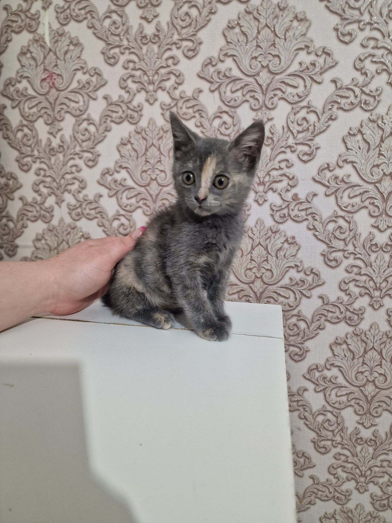 Кошечка ищет семью. Бесплатно