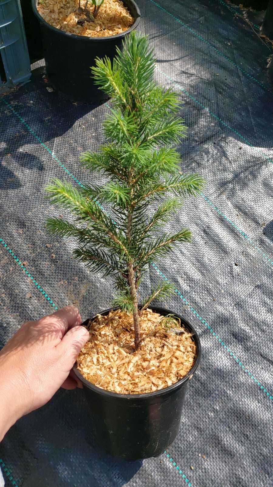 Хвойные саженцы в горшках