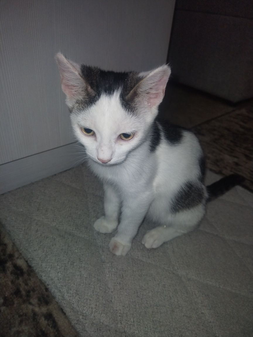 Котята бесплатно