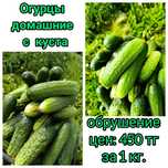 Огурцы домашние с куста