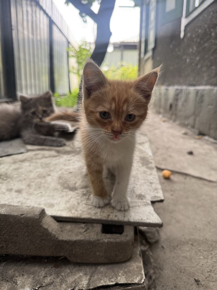 Отдам Котят бесплатно, поможем!