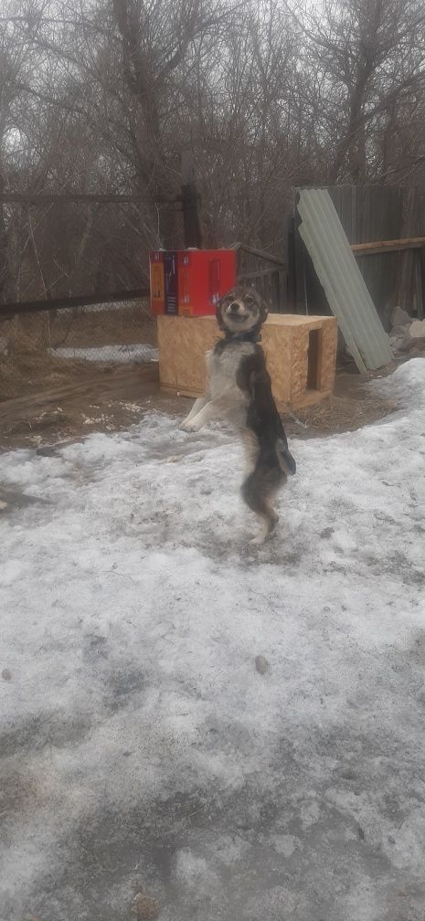 Отдам собак бесплатно.