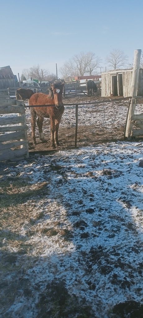 Продам жиребят и