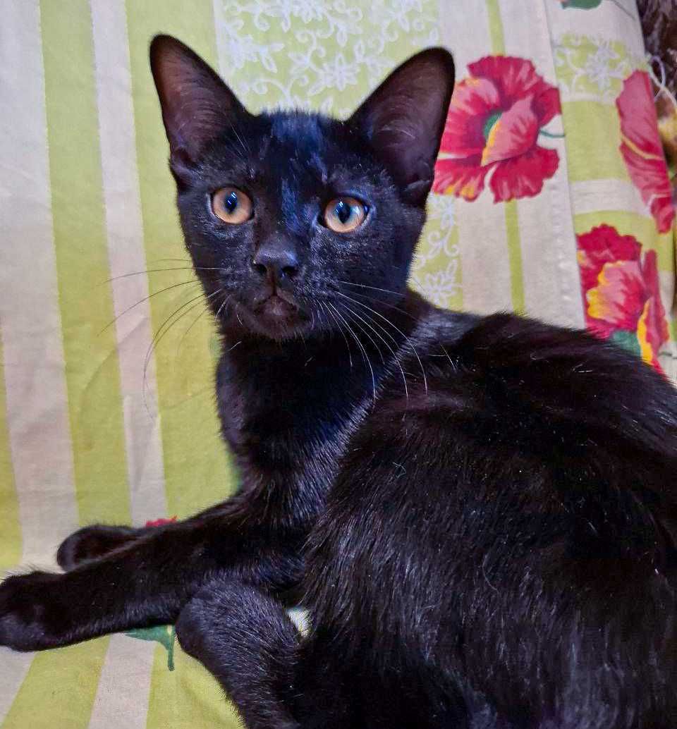 Отдам милых котят в хорошие руки!