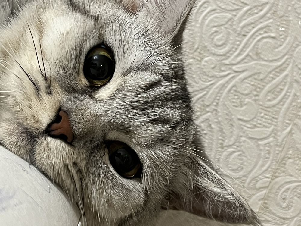 Британка ищет дом