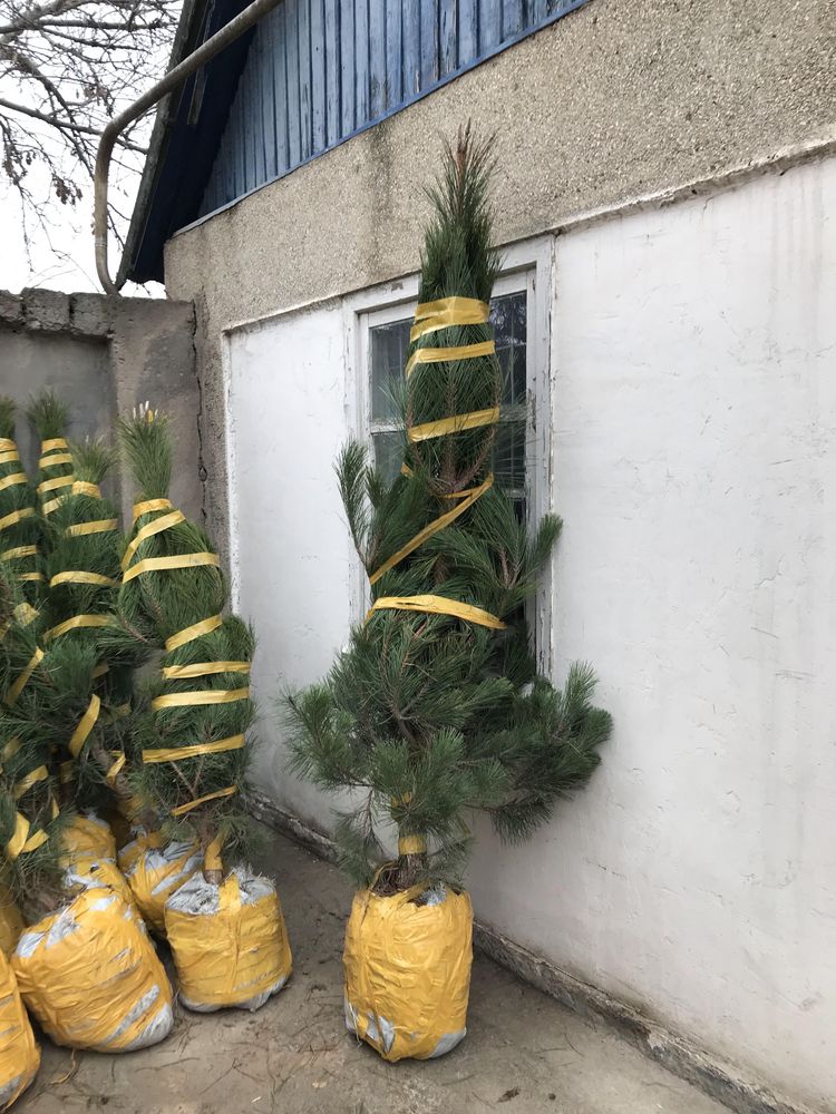 Можжевельник Сосна Туя Ёлка Юка Саженцы Живой изгородь Роза тополь