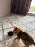 Бенгальская кошка