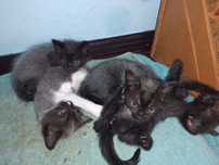 Отдам котят в хорошие руки