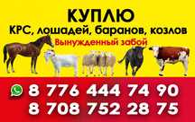 Лошадей Коров Телок Быков