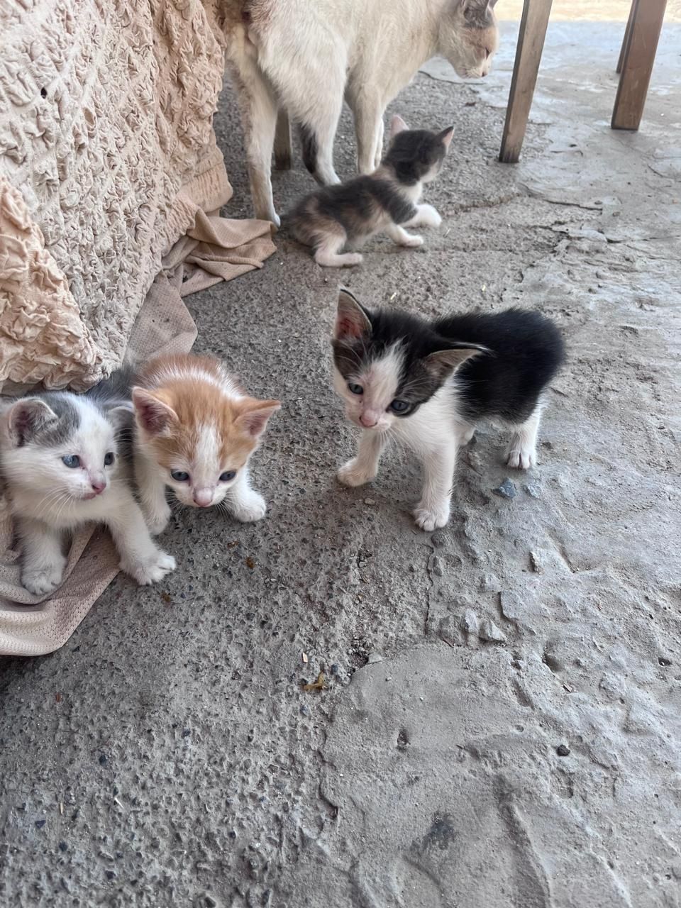 Отдам в хорошие руки