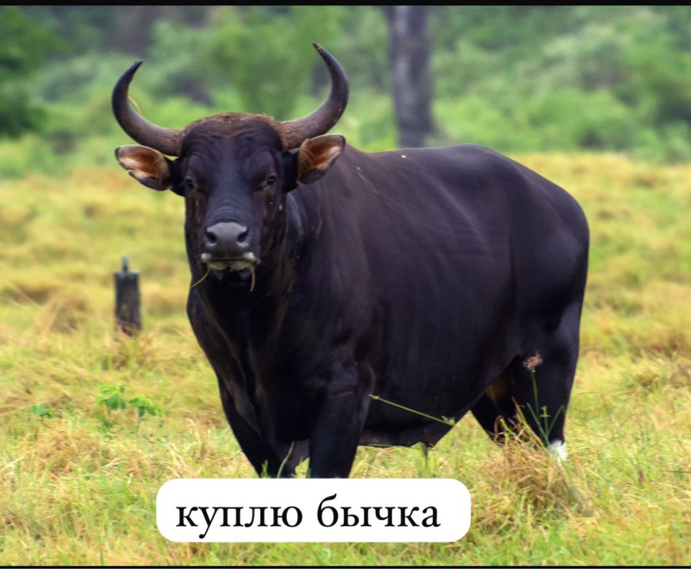 бузау аламын.